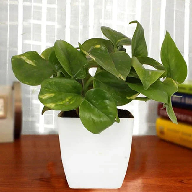 Green potted plant in a white pot on a wooden surface with a blurred background