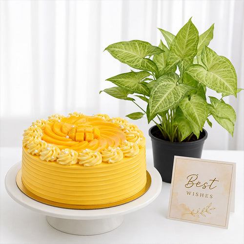 Yellow cake on a white stand with a potted plant and 'Best Wishes' card on a white background