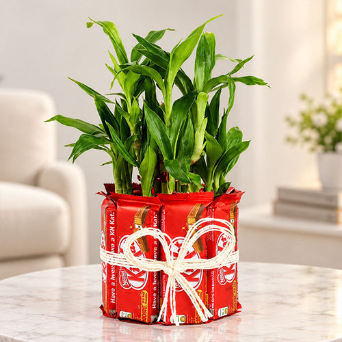 Lucky Bamboo Kit Kat Chocolate Gift | OyeGifts