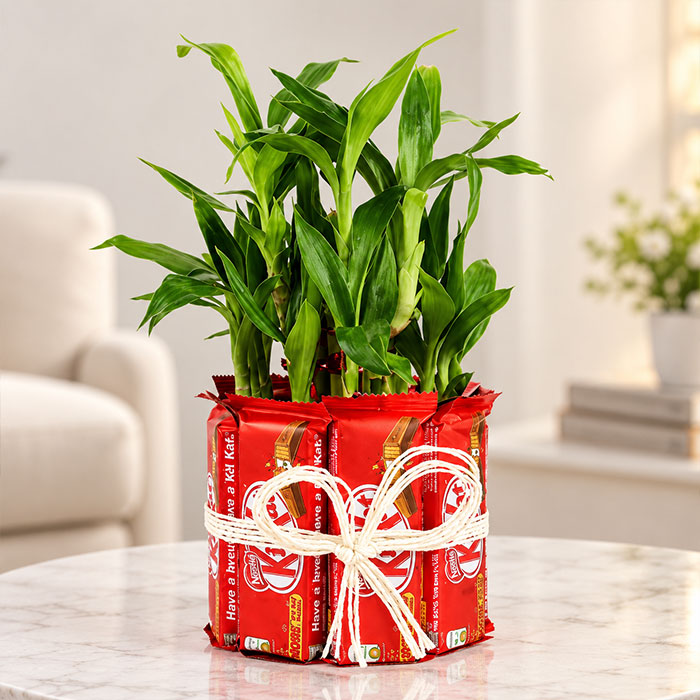 Lucky Bamboo Kit Kat Chocolate Gift | OyeGifts