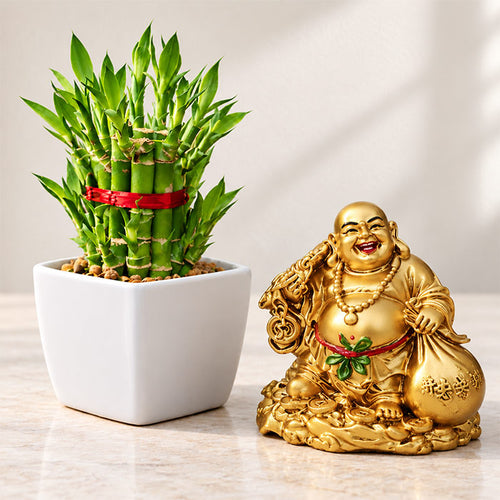 Lucky Bamboo Plant & 7 cm Laughing Buddha Gift Online Gift Delivery