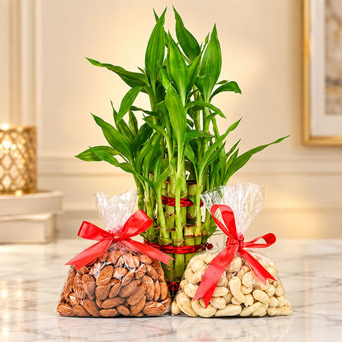 Lucky Bamboo Plant with Almonds & Cashew Gift Combo
