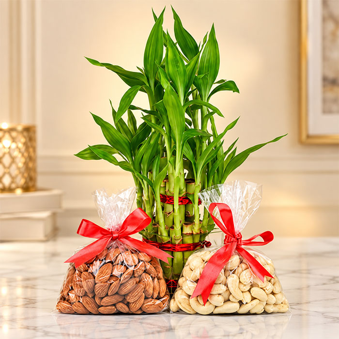 Lucky Bamboo Plant with Almonds & Cashew Gift Combo