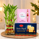 Lucky Bamboo Plant with Designer Rakhi & 500g Soan Papdi Gift Combo customer review image