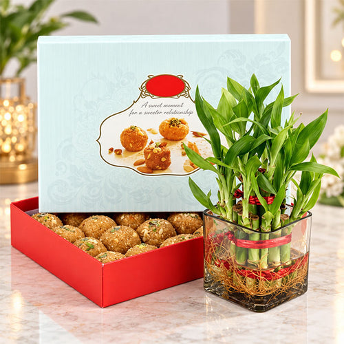 Lucky Bamboo Plant with Half Kg Besan Laddu Gift Box