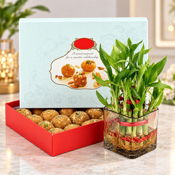 Lucky Bamboo Plant with Half Kg Besan Laddu Gift Box