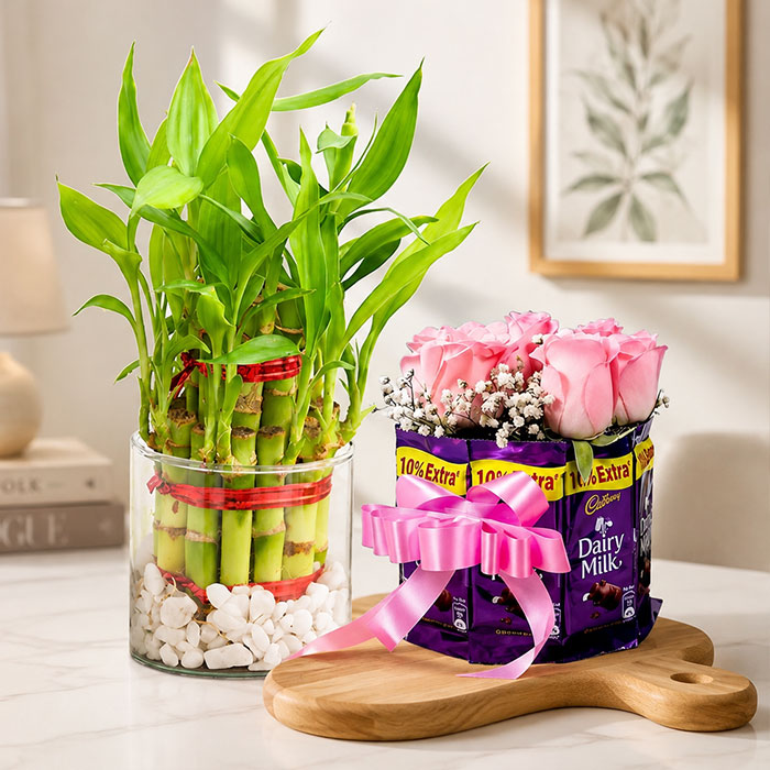 Lucky Bamboo With Chocolate Bunch