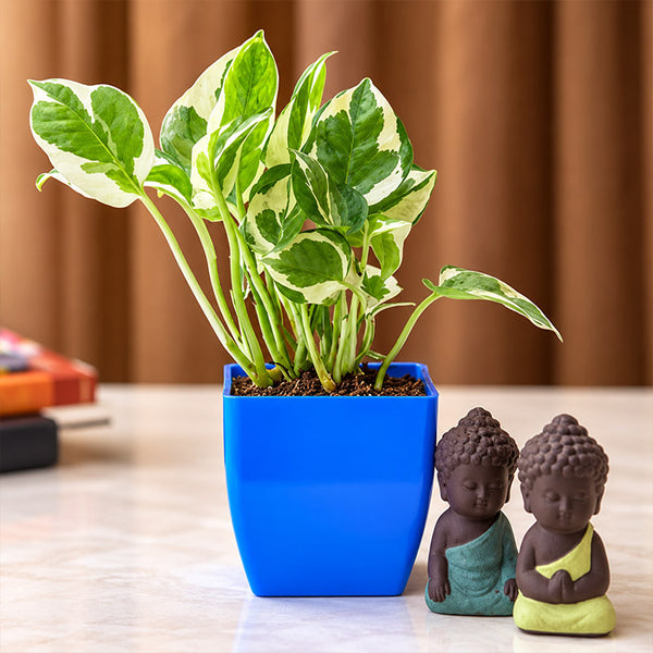 Money Plant in Blue Plastic Pot with 2 Buddha Miniatures