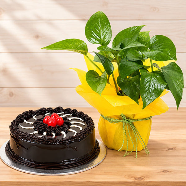 Money Plant with Half Kg Chocolate Truffle Cake Combo