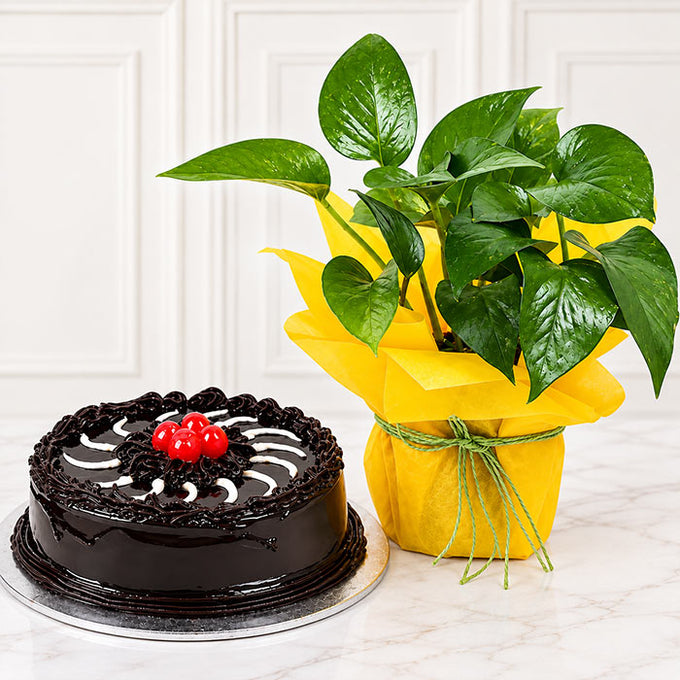 Money Plant with Half Kg Chocolate Truffle Cake Combo
