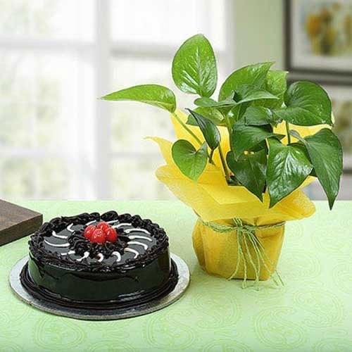Chocolate cake with cherries and potted green plant wrapped in yellow on table