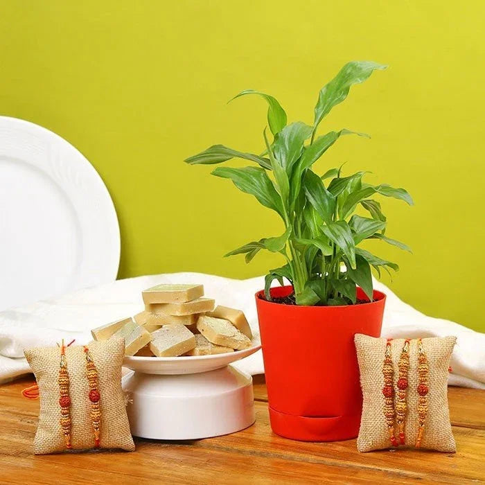 Potted plant with decorative items on a wooden surface against a green wall