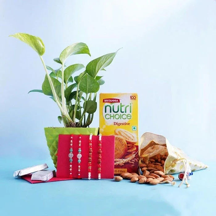4 Silver And Rudraksha Rakhi Set With Money Plant Combo