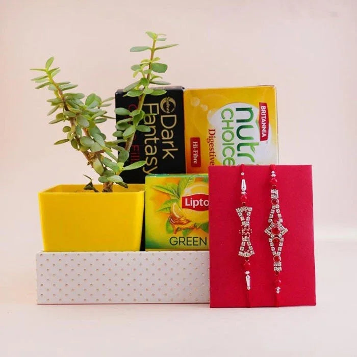 2 Stone Rakhi With Jade Plant Healthy Hamper