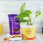 Om Rakhi And Rudraksh Rakhi With Money Plant And Chocolates customer review image