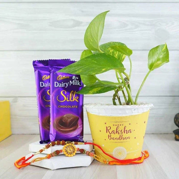 Two Cadbury Dairy Milk Silk chocolate bars, a potted plant with 'Happy Raksha Bandhan' text, and two Rakhi bracelets on a light wooden surface.
