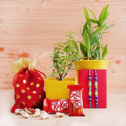 Two Rakhis And Plants Hamper