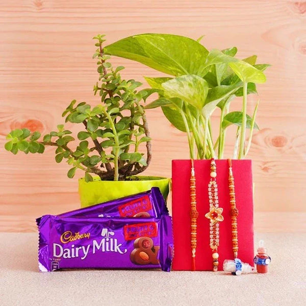 Two potted plants, Cadbury Dairy Milk chocolate bars, and decorative items on a wooden surface.