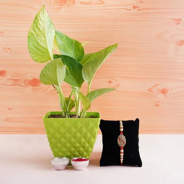Green potted plant, small silver containers, and a black pouch with jewelry on a light wooden background