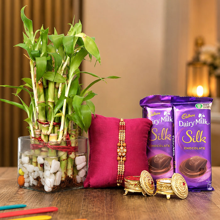 Plant Rakhi Combo With Cadbury Celebration