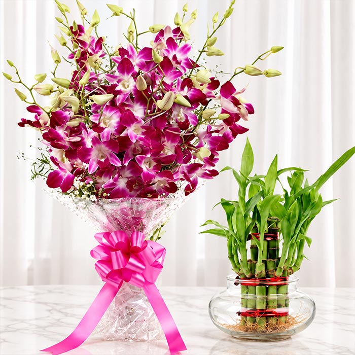 Purple Orchid Bouquet with Two Layer Lucky Bamboo Plant