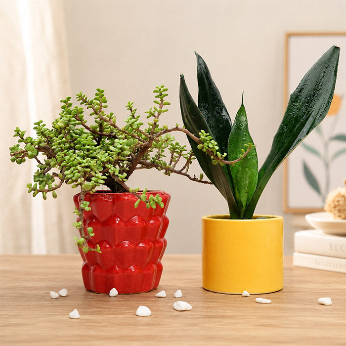 Red & Yellow Potted Plants
