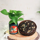 Cake Money Plant Combo customer review image