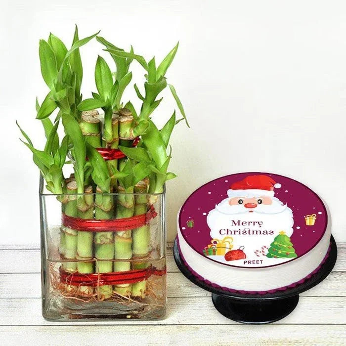 Bamboo plant in a glass vase with a Christmas-themed cake on a white surface