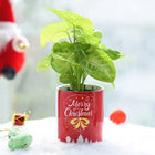 Full Of Wishes Neon Plant customer review image