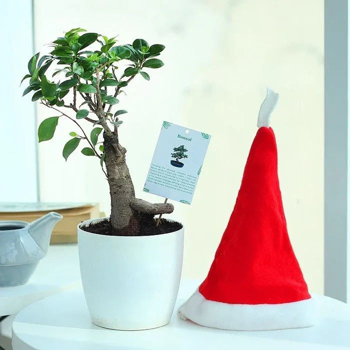 Potted bonsai tree with a red Santa hat on a white surface