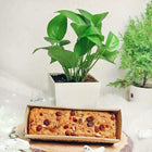 Money Plant N Dry Cake customer review image