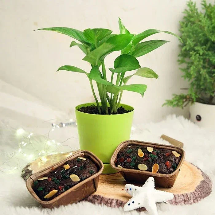 Green potted plant on a wooden surface with small containers of seeds or bulbs.