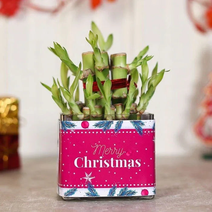 Bamboo plant in a decorative pot with 'Merry Christmas' text on a festive background