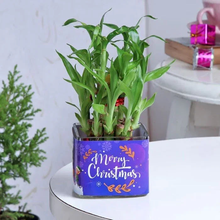 Bamboo plant in a decorative pot with 'Merry Christmas' text on a white surface.