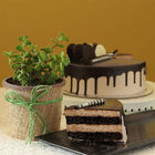 Jade Plant N Chocolate Cake customer review image