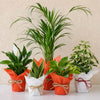Christmas Plants Online