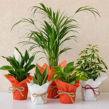 New Year Plants Online