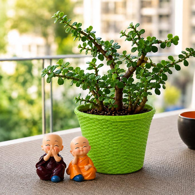 Spread Luck And Happiness With Jade Plant And Buddha