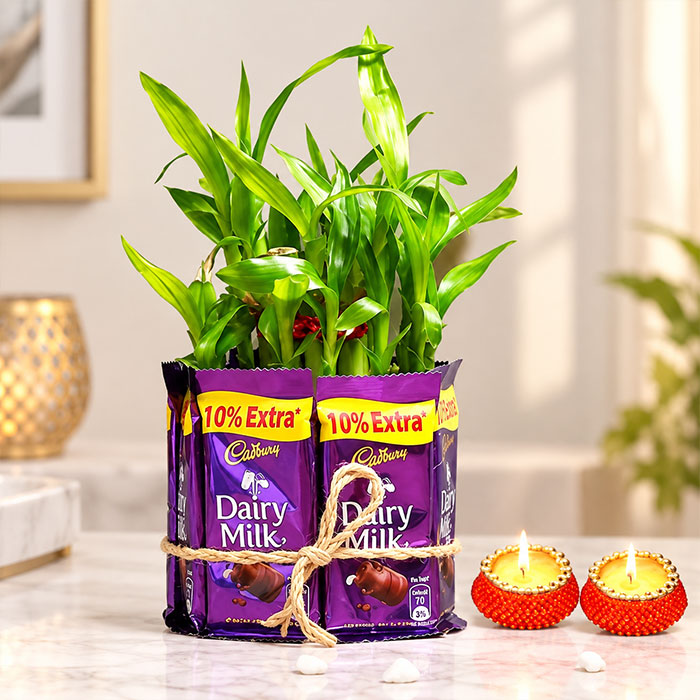 Two Layer Lucky Bamboo with 7 DairyMilk Chocolates & Diyas