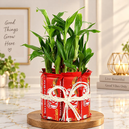 Two Layer Lucky Bamboo with 8 Nestle Kit Kat Chocolates