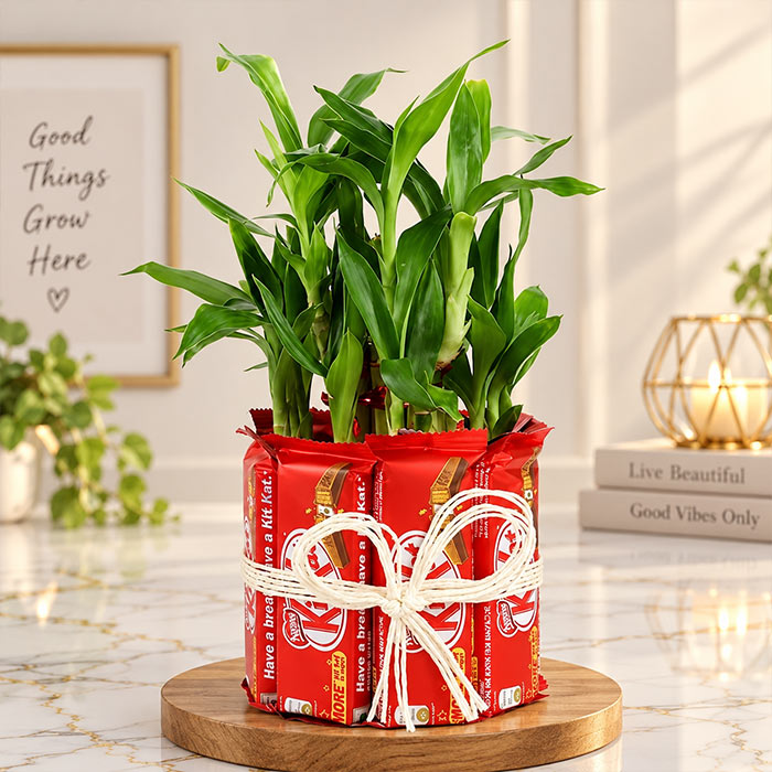 Two Layer Lucky Bamboo with 8 Nestle Kit Kat Chocolates