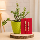 Two Pearl Rakhis With Jade Plant customer review image