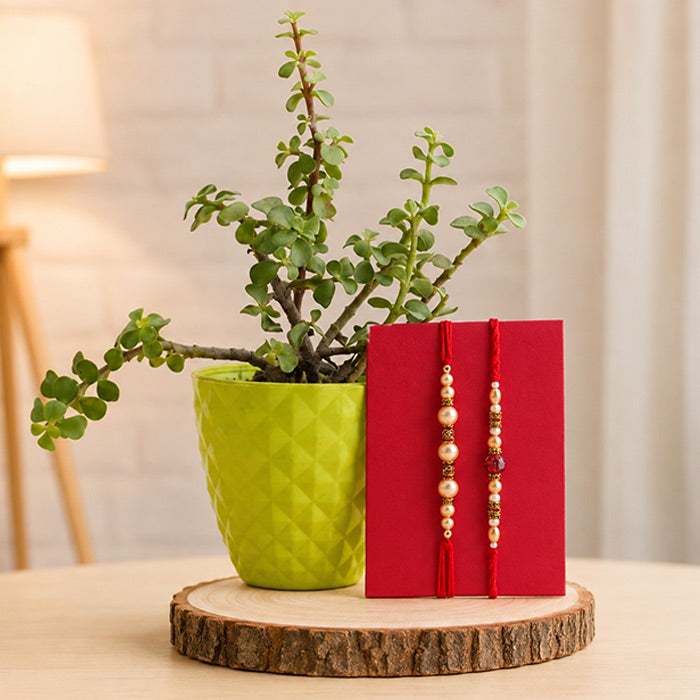 Two Pearl Rakhis With Jade Plant