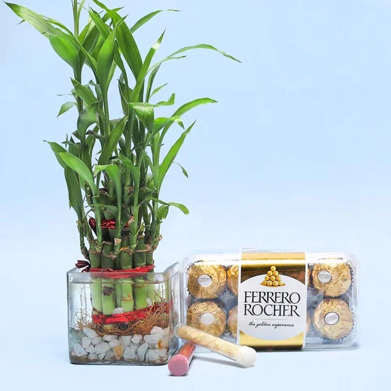Bamboo plant in a glass container with Ferrero Rocher chocolates on a light blue background
