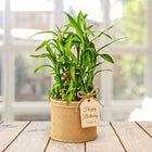 Birthday Bamboo Plant customer review image