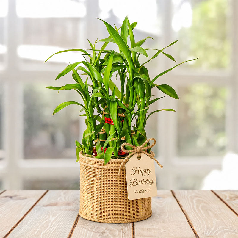 Birthday Bamboo Plant