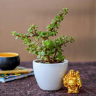 Boomer Jade Plant With Laughing Buddha Or Monk customer review image