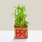 Bro Bamboo Plant customer review image