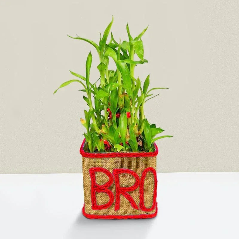 Potted plant in a container with 'BRO' on a plain background