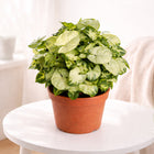 Chilli Syngonium Plant with Fibre Pot customer review image